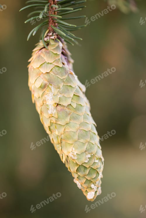 Preview: Norway spruce tree pinecones.