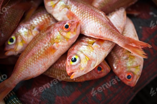 Preview: Close up of fish on display in a fish market (Muscat, Oman)