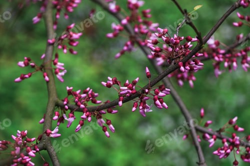 Preview: Natural green background with flowering branches Cercis siliquastrum that are just beginning bloom