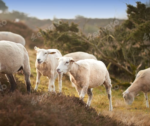 Preview: Sheeps early morning - Rebild, Denmark