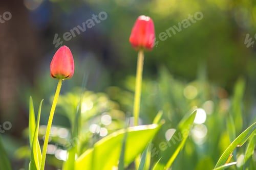 Preview: Bright red tulip flower growing in spring garden