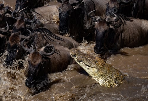 Preview: Crocodile Chasing Wildebeest in Africa