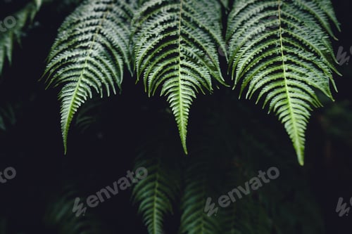 Preview: Fern Leaves,Dark green fern foliage