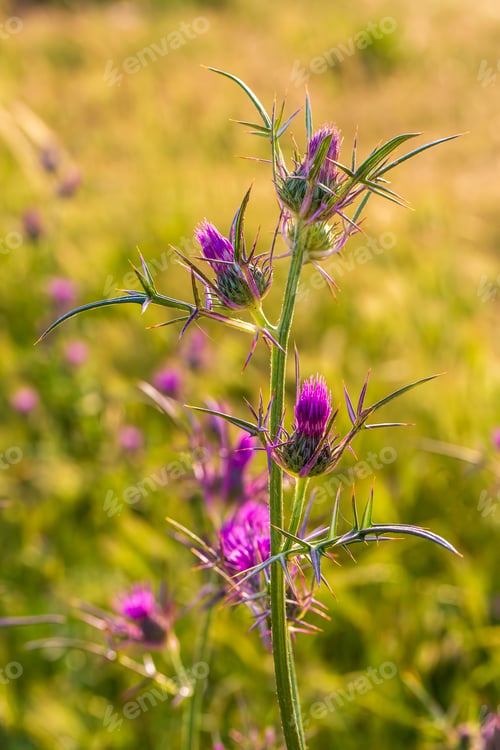 Preview: Notobasis syriaca (Syrian Thistle) the sole species in the genus Notobasis, Asteraceae