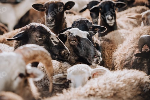 Preview: selective focus of herd of brown sheep grazing in corral at farm