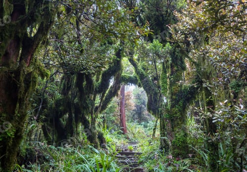 Preview: New Zealand forest