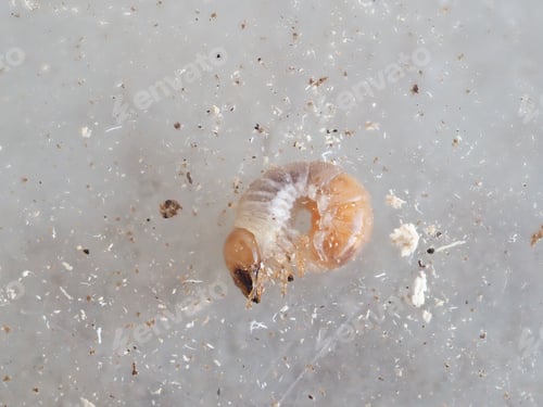 Preview: Larva of giant stag beetle