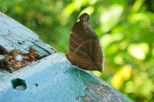Preview: Butterfly on a blue and green wooden board in the park