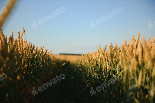 Preview: green wheat field and sunny day