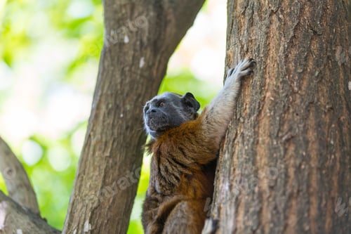Preview: Tamarin