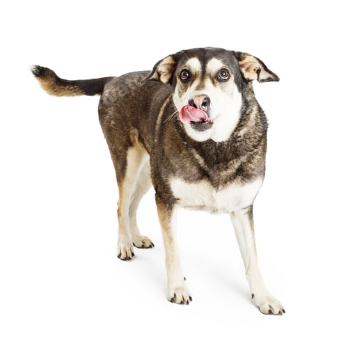 Preview: Hungry Shepherd Crossbreed Dog Tongue Out