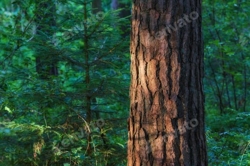 Preview: The forest in springtime