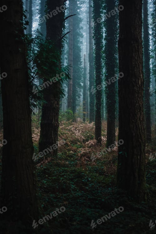 Preview: Autumnal Atmosphere Inside A Woodland During Fall