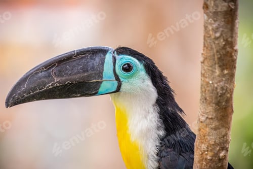 Preview: toucan, bird, colours, tropics