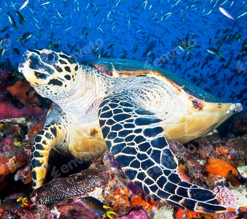 Preview: A Sea turtle swims underwater
