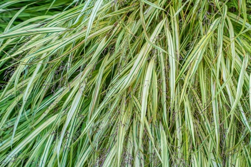 Preview: A Closeup Shot Of A Green And Yellow Plant.