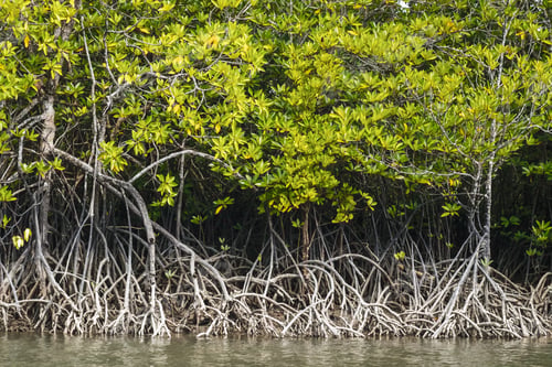Preview: BORNEO / SARAWAK / MALAYSIA / JUNE 2014: Adventure along the riv