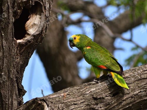 Preview: wild turquoise-fronted amazon (Amazona aestiva) parrot
