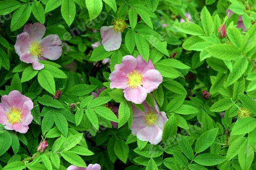 Preview: Blooming pink wild rose flower background