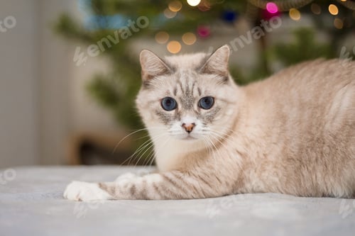Preview: Happy New Year, Christmas holidays and celebration. Siamese cat breed portrait.