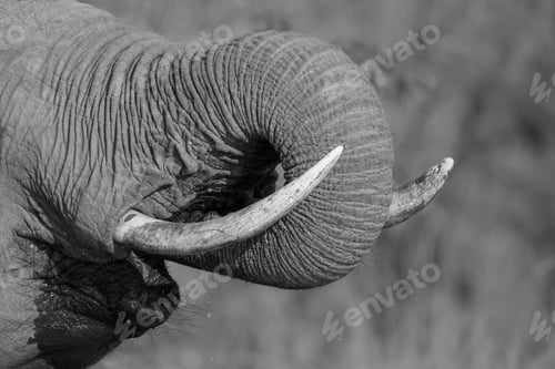 Preview: An elephant's trunk, Loxodonta africana, trunk to mouth while it drinks