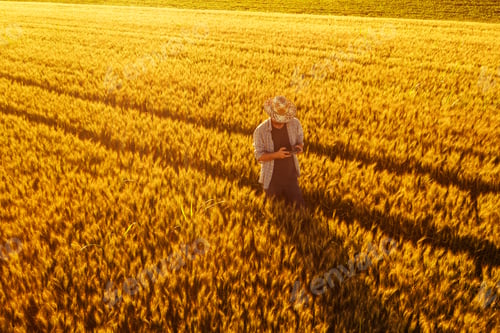 Preview: Wheat farmer with drone remote controller in field