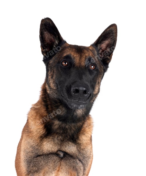 malinois in studio