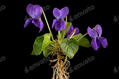 Preview: Flowers of the violet with root, lat. Viola odorata, isolated on black background