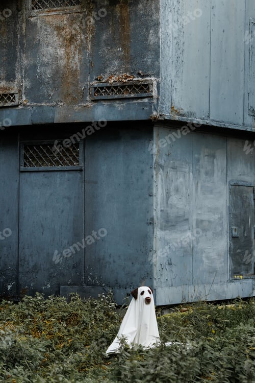 Preview: Cute Labrador dog is dressed in Halloween ghost costume, pet in white cape