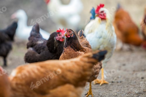 Preview: Group of grown healthy red and black hens and big white rooster outdoor walking feeding
