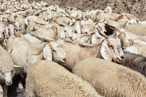 Preview: Herd of Pashmina sheep and goats in Himalayas