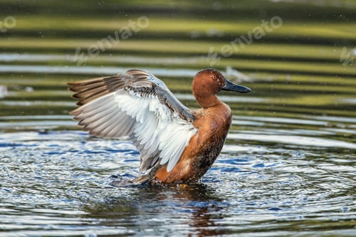 Preview: Cinnamon teal flaps its wings.