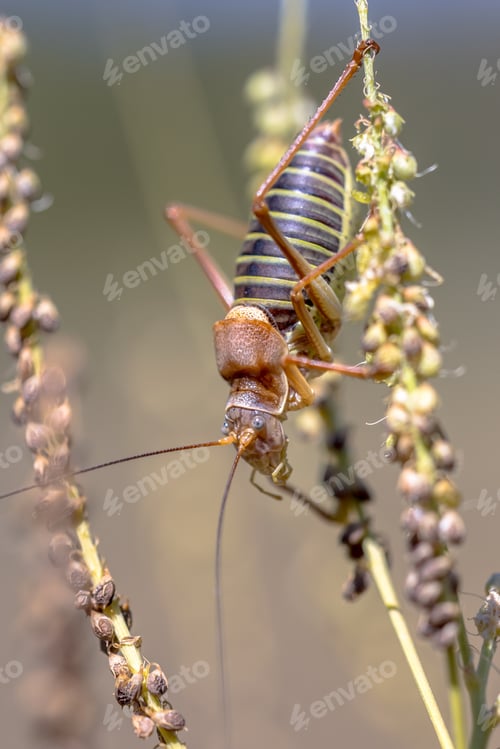 Preview: Saddle backed bush cricket