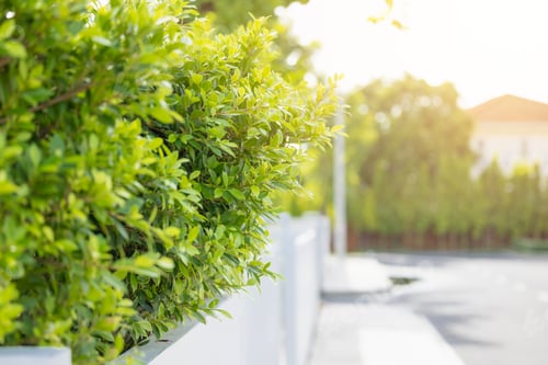 Preview: green tree fresh air with plant tree for good environment in the house village living with nature