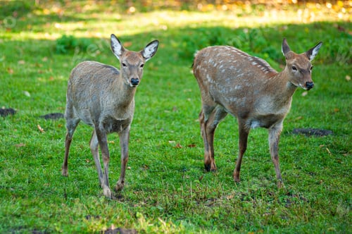 Preview: wild animals, deer in the forest, european fauna
