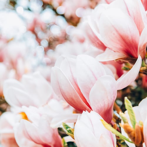 Preview: Pink Magnolia Tree with Blooming Flowers during Springtime