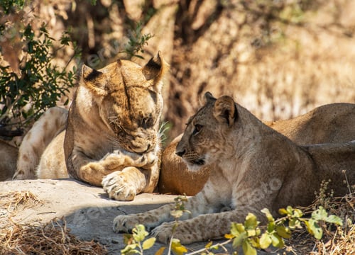 Preview: A Best wildlife tours in the world