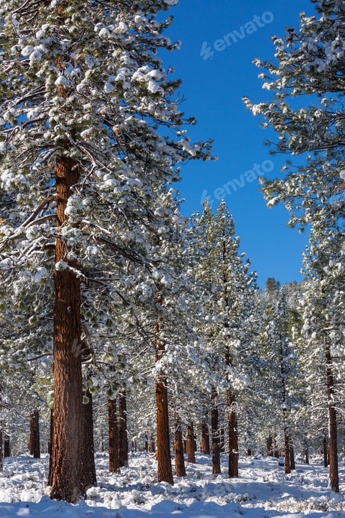 Preview: Winter forest