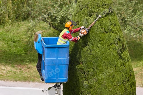 Preview: Gardener pruning a cypress on a crane. Seasonal