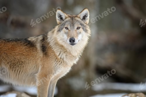 Preview: Gray wolf in the winter forest. Wolf in the nature habitat