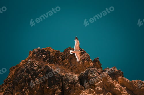 Preview: Majestic seagull soaring gracefully through the vast expanse of the sky near a cliff