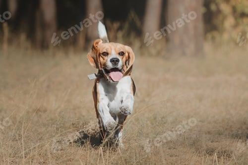 Preview: Beagle dog portrait against a nature backdrop, the charm and personality of this breed