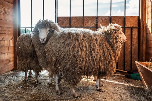 Preview: A portrait of a sheep at a farm