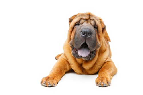 Preview: beautiful shar pei puppy