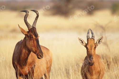 Preview: A couple hartebeest (Alcelaphus buselaphus) in Etosha, Namibia