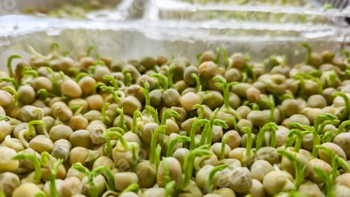 Preview: Microgreens. Growing Peas at Home. Pea Sprouts. Step-by-Step Instructions.