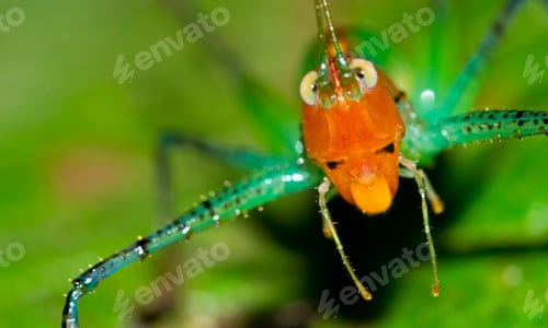 Preview: Grasshopper, Marino Ballena National Park, Costa Rica