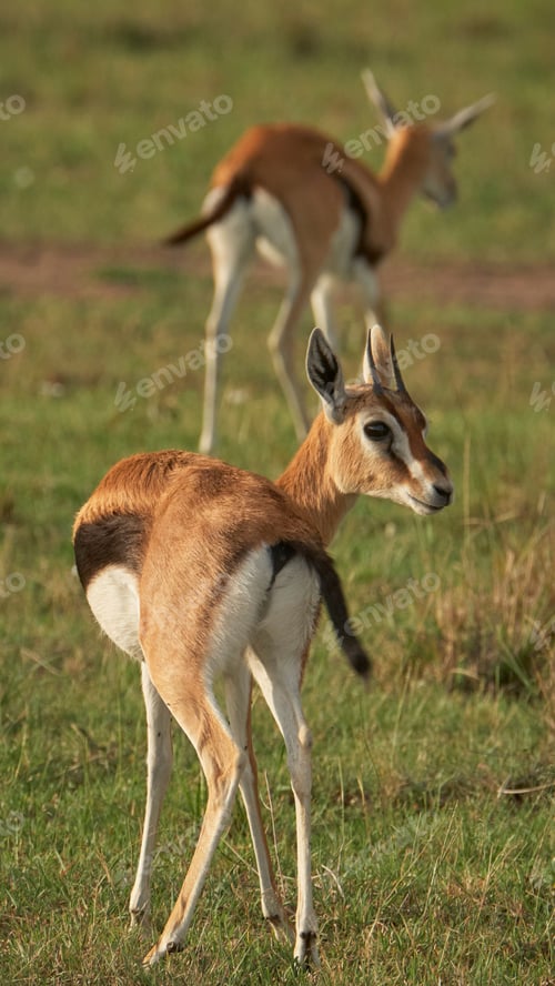 Preview: Two gazelles looking out on the grassland in the wild