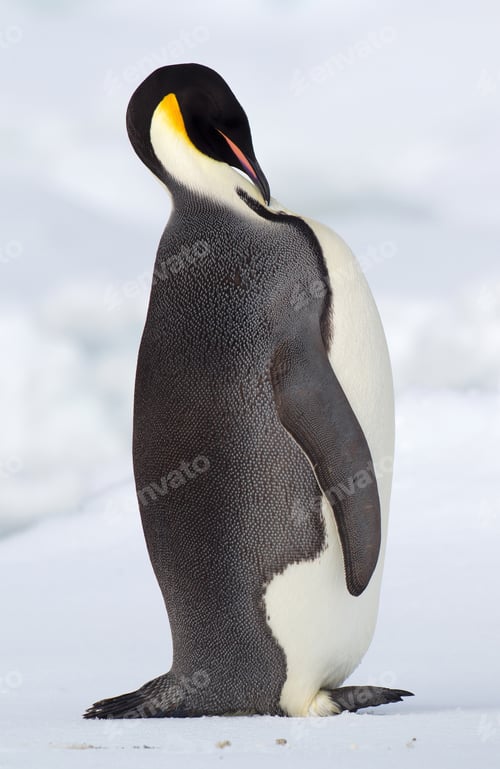 Preview: Emperor penguin on the ice floe in the southern ocean, 180 miles north of East Antarctica,