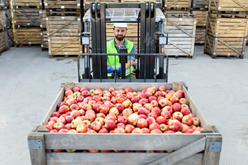 Preview: Work in warehouse, storage and distribution of fruit for production